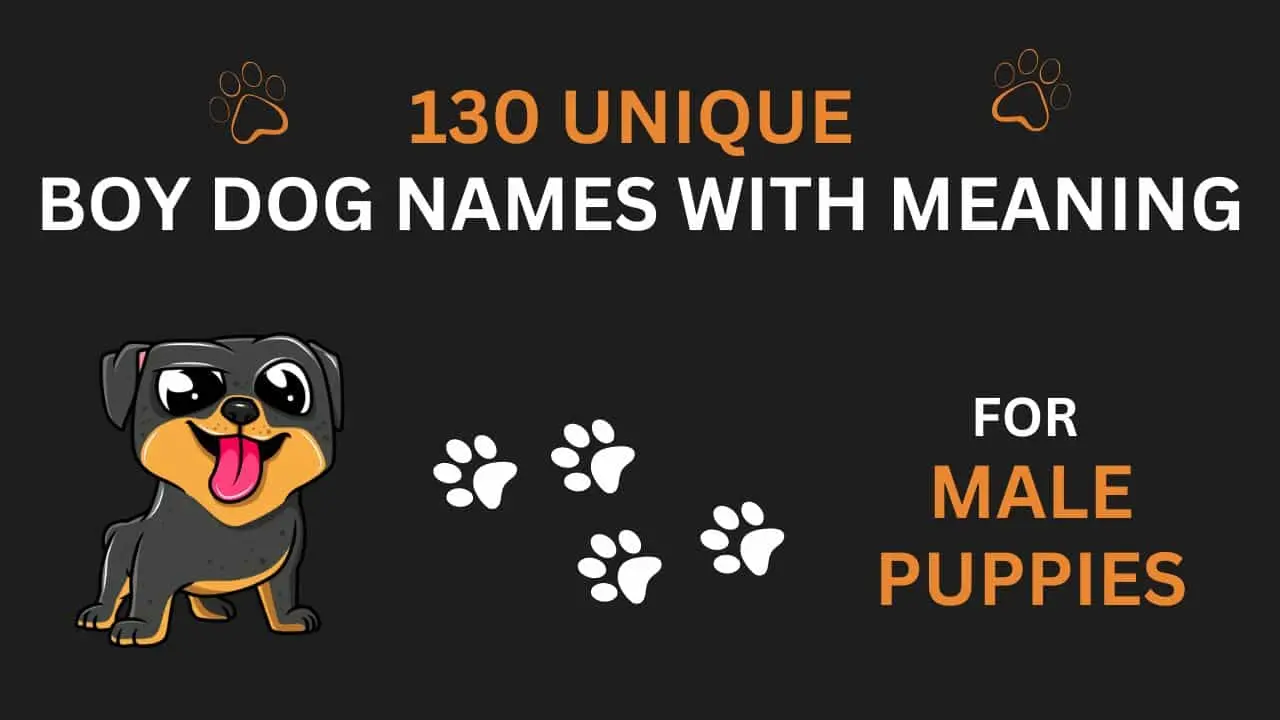 130 Unique Boy Dog Names with Meaning for Male Puppies in 2024